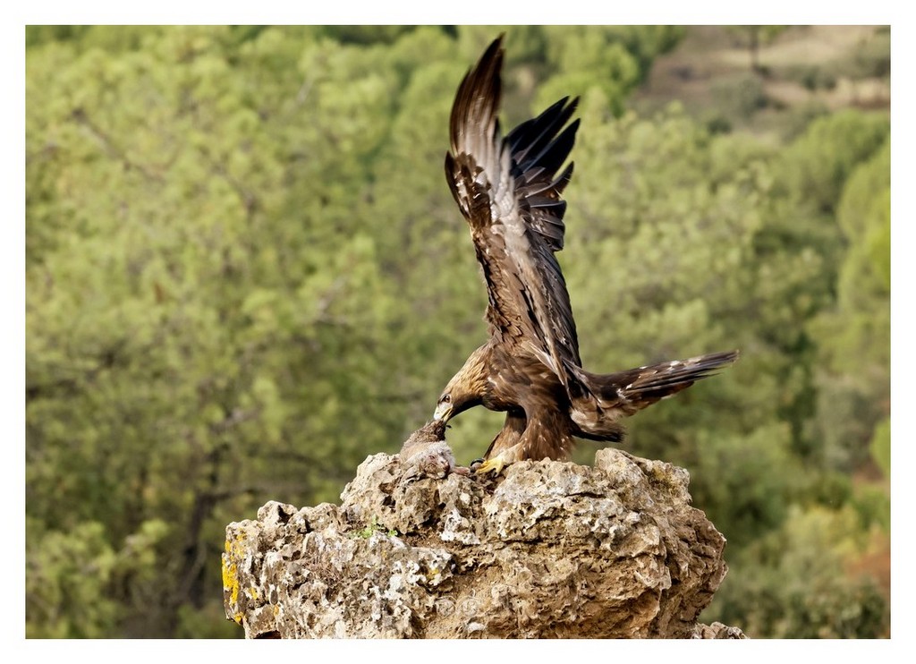 Orzeł przedni, (Aquila chrysaetos)
2025.11 Hiszpania