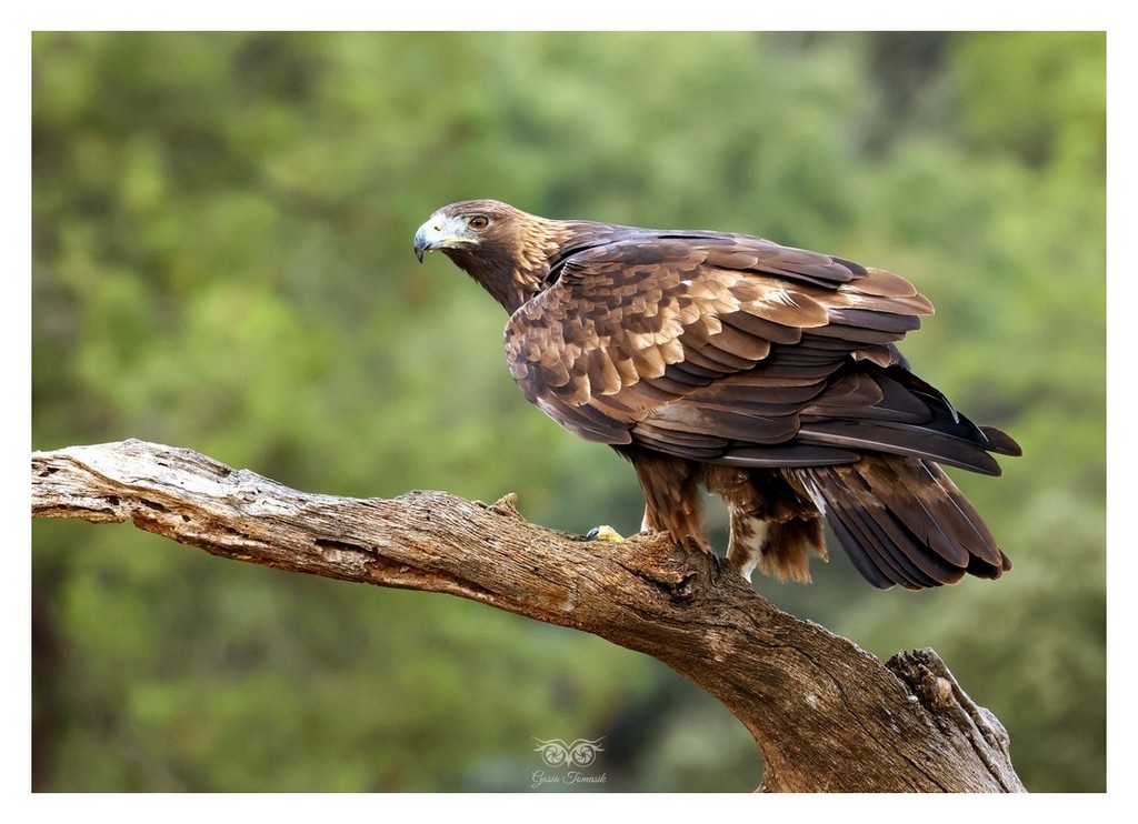 Orzeł przedni, (Aquila chrysaetos)
2025.11 Hiszpania