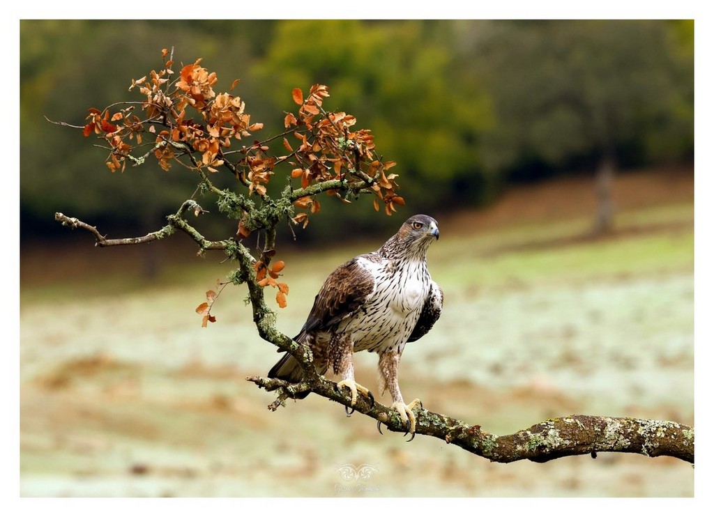 Orzeł południowy, orzełek południowy, orzełek Bonellego (Aquila fasciata) 
2025.11 Hiszpania