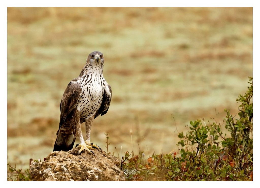 Orzeł południowy, orzełek południowy, orzełek Bonellego (Aquila fasciata) 
2025.11 Hiszpania