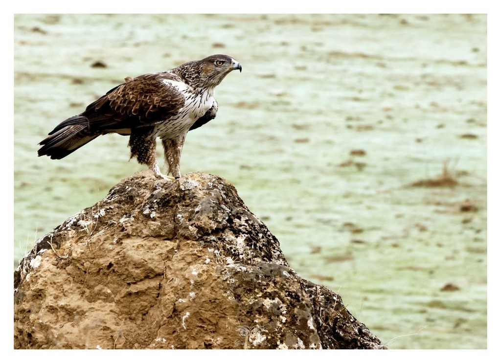 Orzeł południowy, orzełek południowy, orzełek Bonellego (Aquila fasciata) 
2025.11 Hiszpania