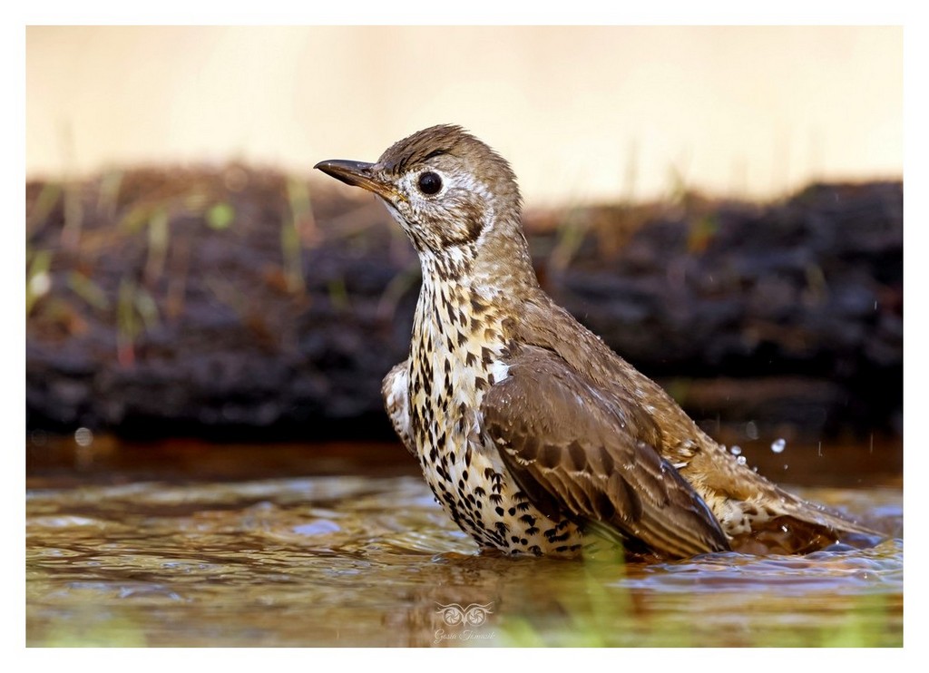 Paszkot (Turdus viscivorus)
2025.11 Hiszpania