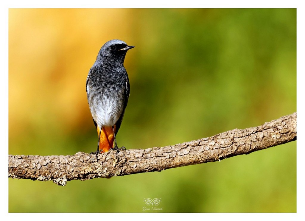 Pleszka (zwyczajna) (Phoenicurus phoenicurus)
2025.11 Hiszpania