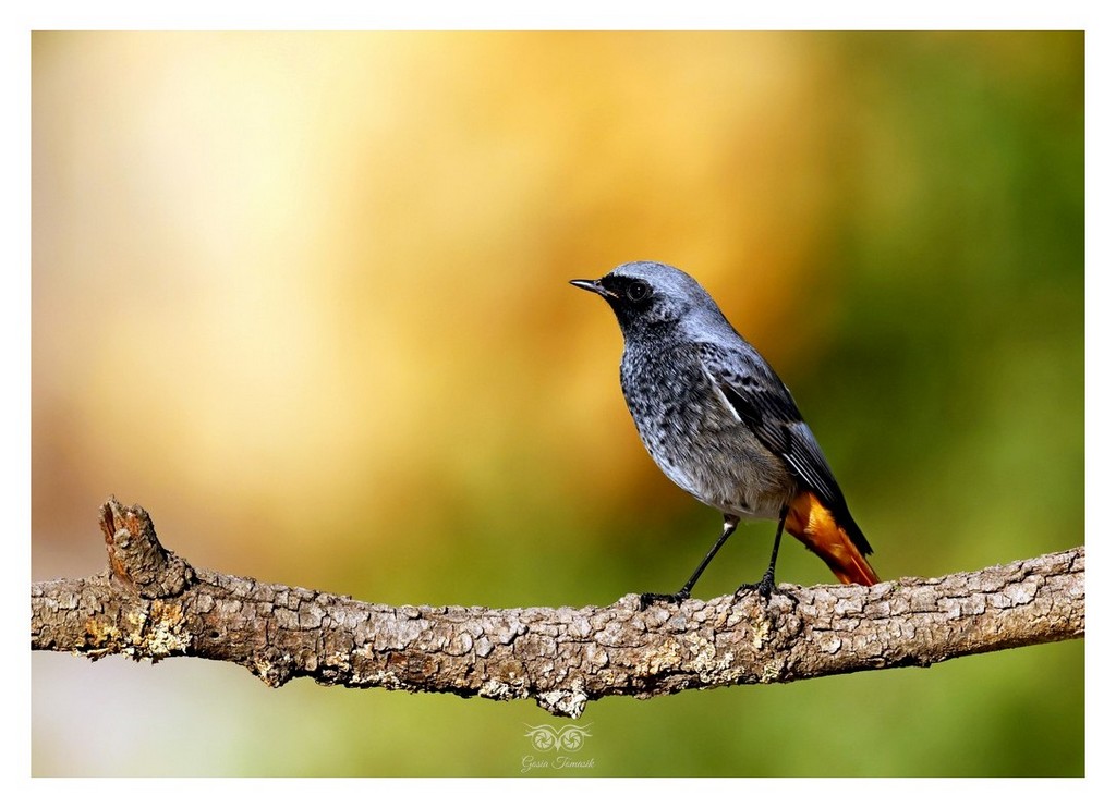 Pleszka (zwyczajna) (Phoenicurus phoenicurus)
2025.11 Hiszpania