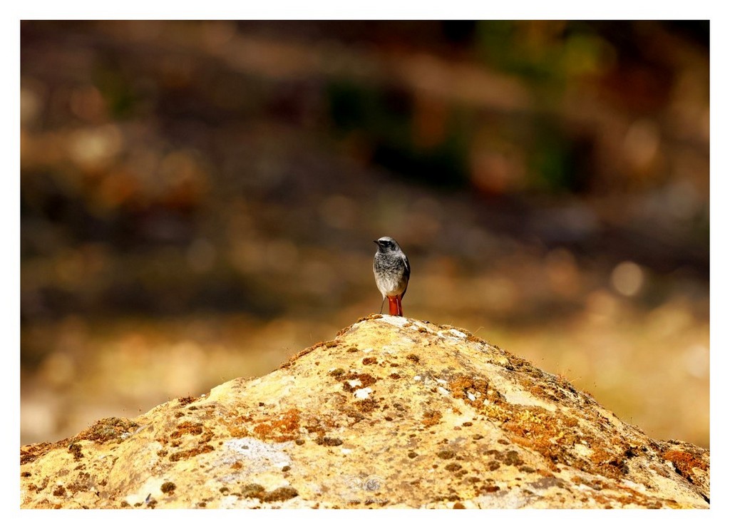 Pleszka (zwyczajna) (Phoenicurus phoenicurus)
2025.11 Hiszpania