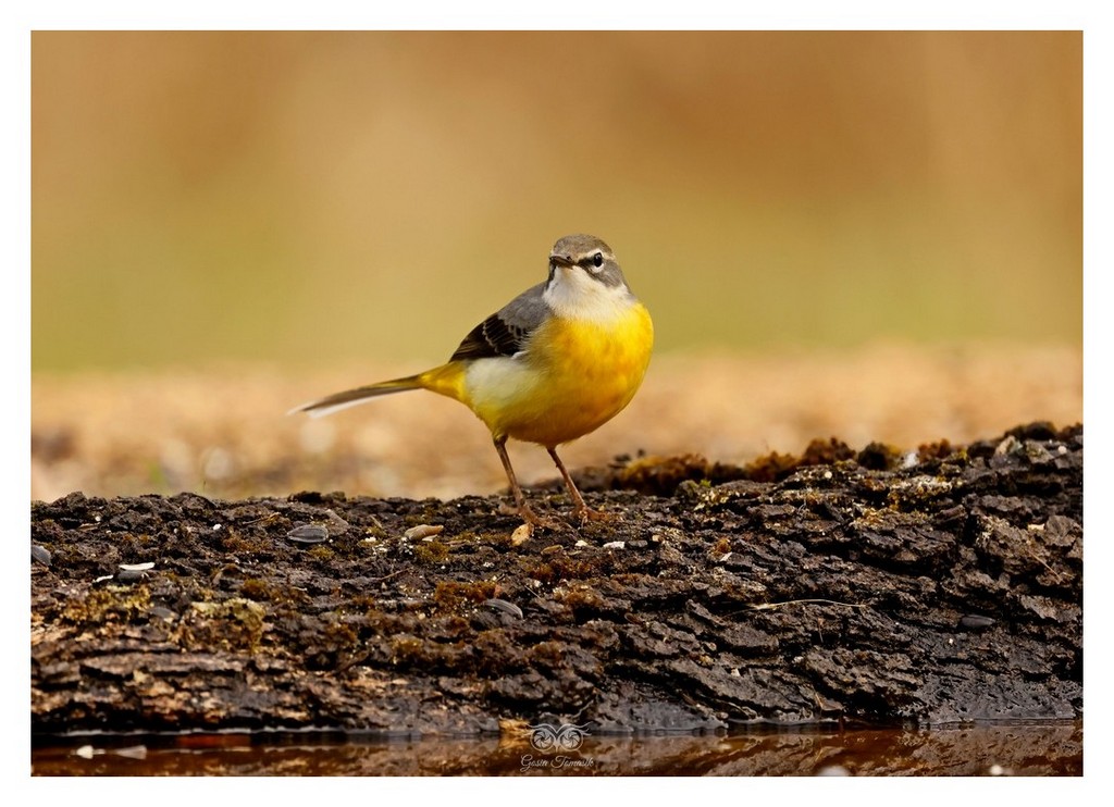 Pliszka górska (Motacilla cinerea)
2025.11 Hiszpania