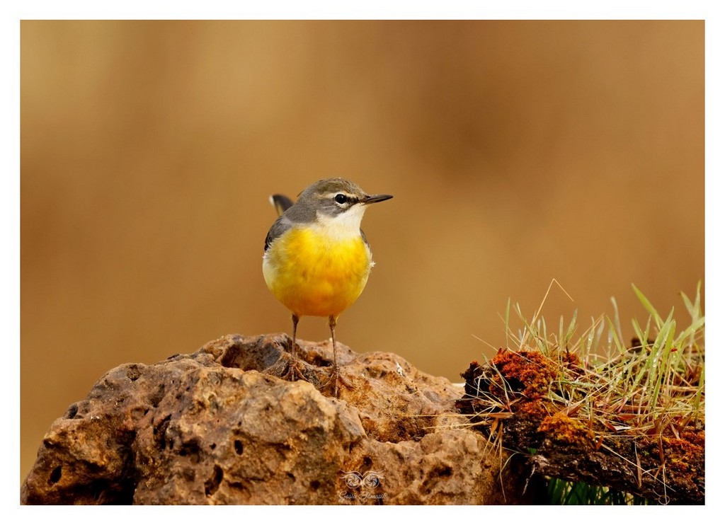Pliszka górska (Motacilla cinerea)
2025.11 Hiszpania