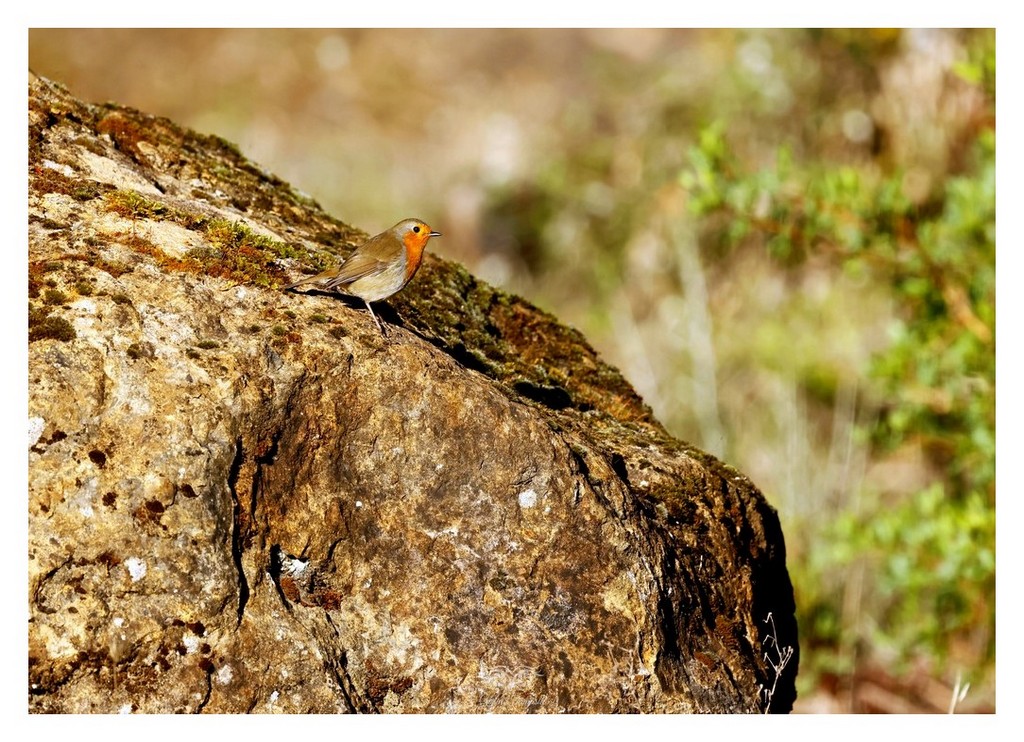 Rudzik, rudzik zwyczajny, raszka (Erithacus rubecula)
2025.11 Hiszpania