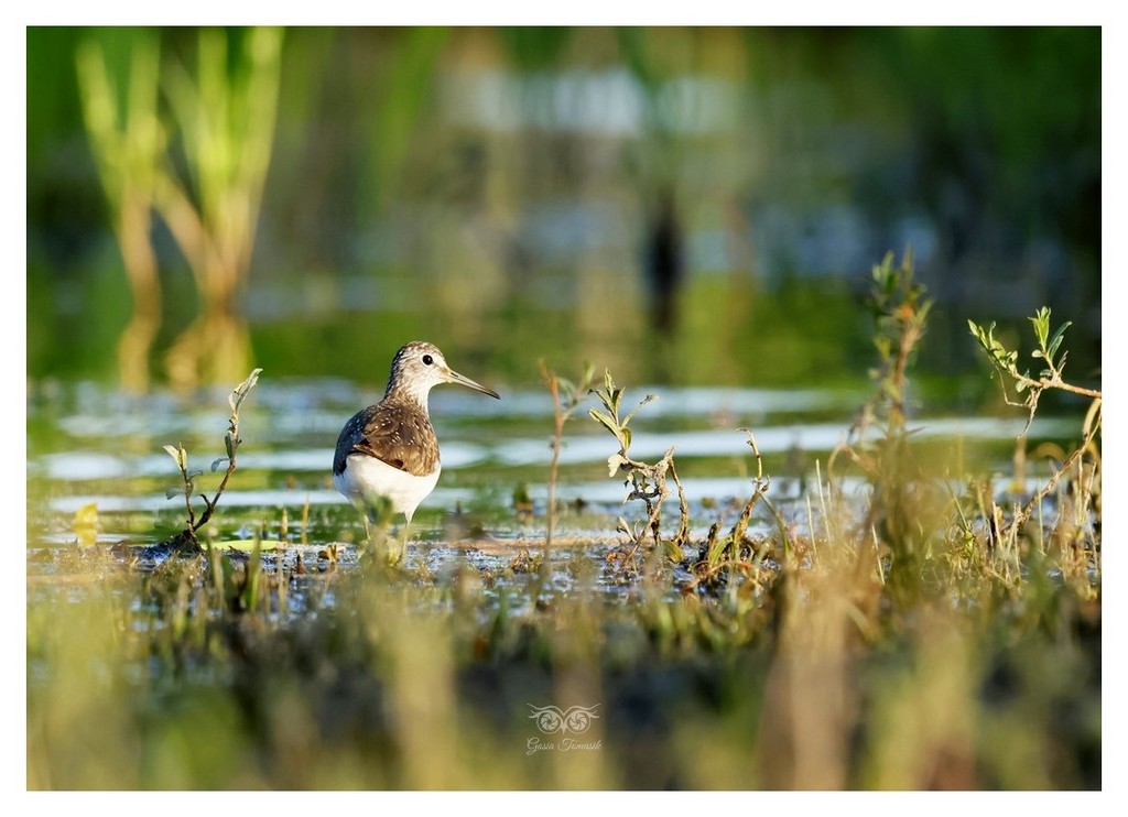 Samotnik, brodziec samotny, stalugwa (Tringa ochropus)