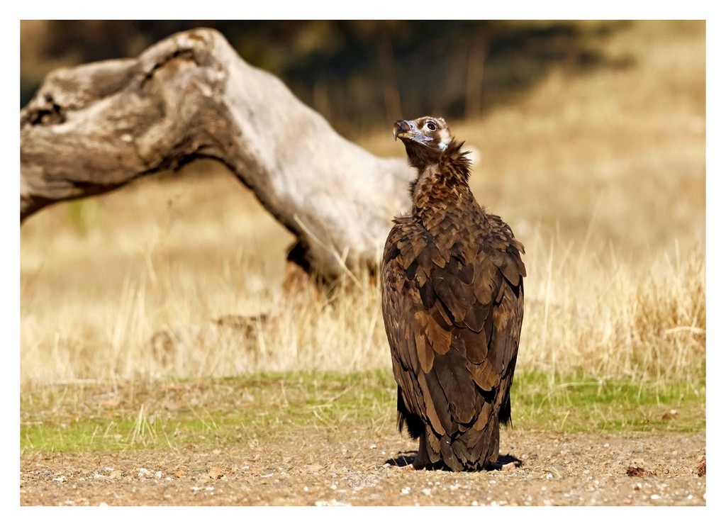 Sęp kasztanowaty (Aegypius monachus) 
2025.11 Hiszpania