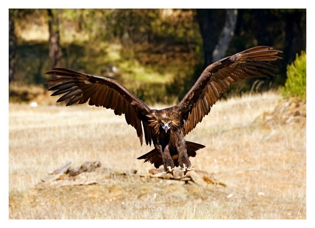 Sęp kasztanowaty (Aegypius monachus) 
2025.11 Hiszpania