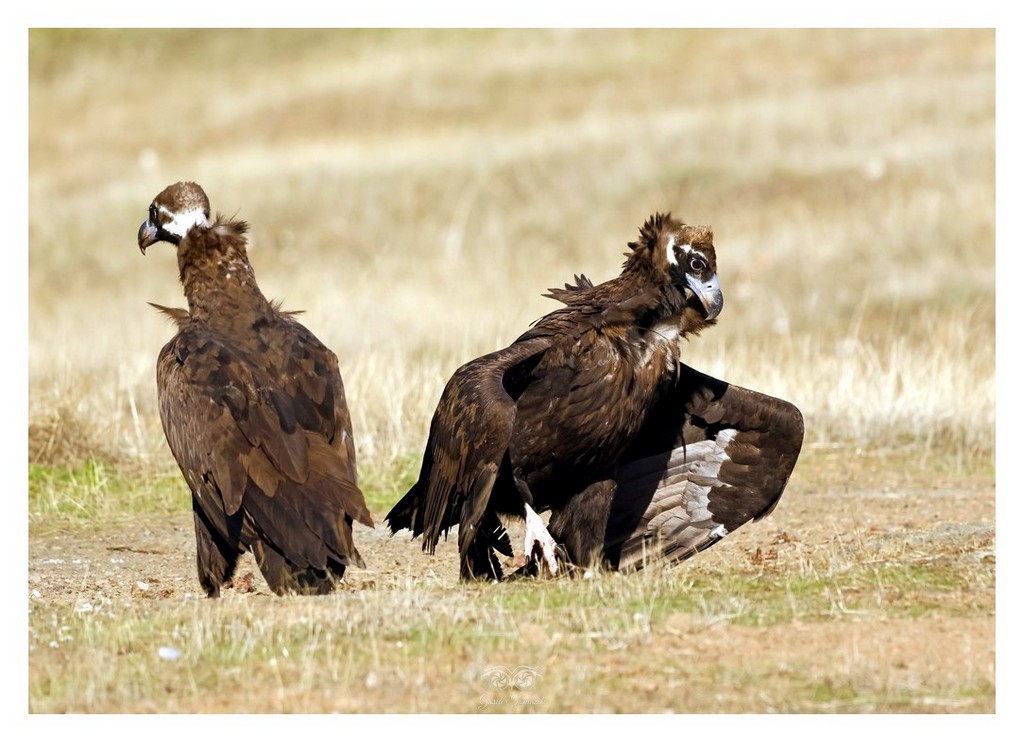 Sęp kasztanowaty (Aegypius monachus) 
2025.11 Hiszpania