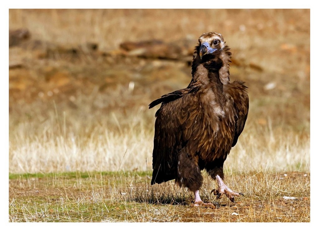 Sęp kasztanowaty (Aegypius monachus) 
2025.11 Hiszpania