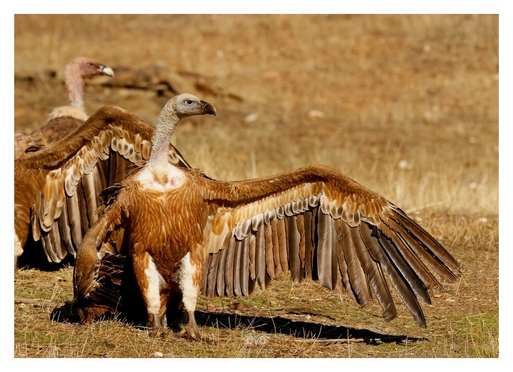 Sęp płowy (Gyps fulvus)
2025.11 Hiszpania