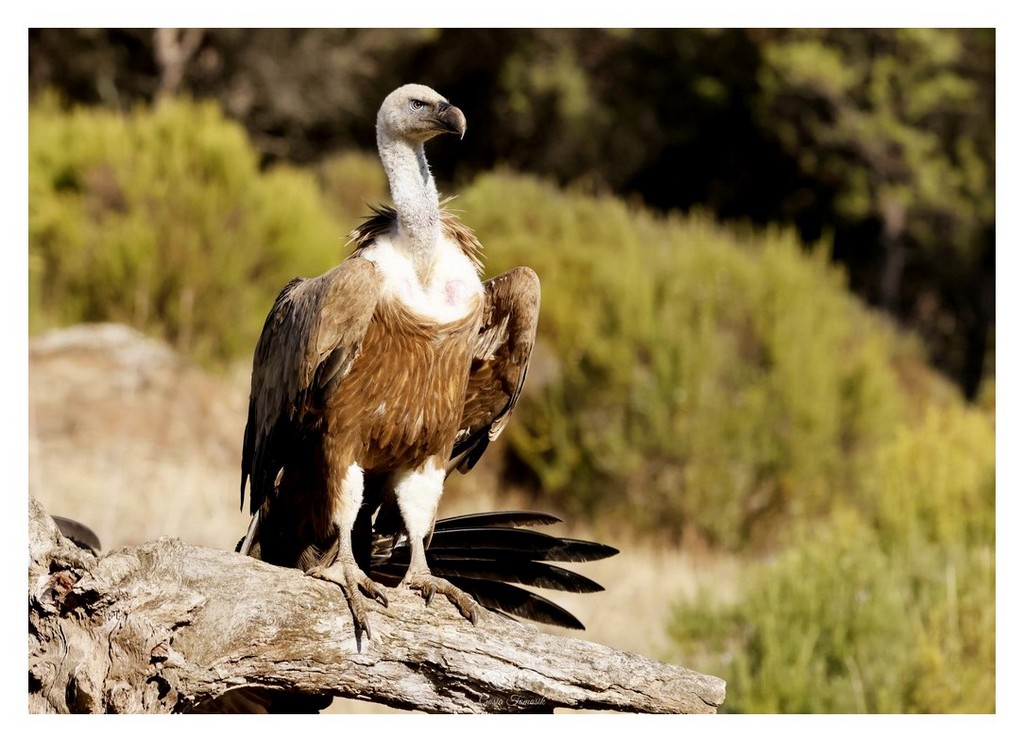 Sęp płowy (Gyps fulvus)
2025.11 Hiszpania
