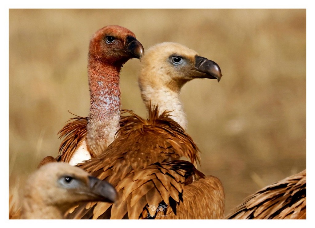 Sęp płowy (Gyps fulvus)
2025.11 Hiszpania