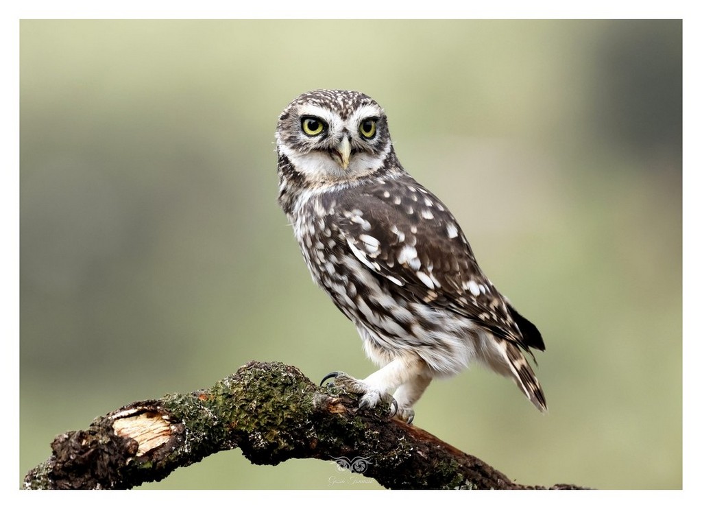 Pójdźka (zwyczajna) (Athene noctua)
2025.11 Hiszpania