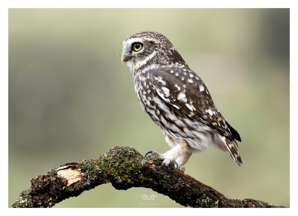 Pójdźka (zwyczajna) (Athene noctua)
2025.11 Hiszpania