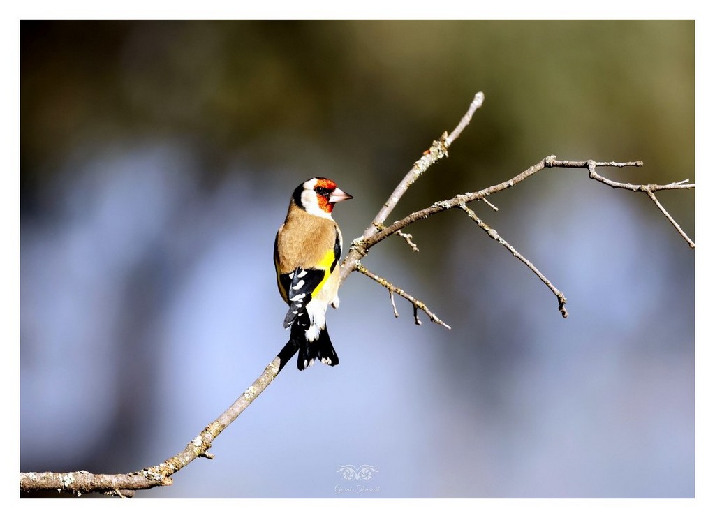 Szczygieł (Carduelis carduelis) 
2025.11 Hiszpania