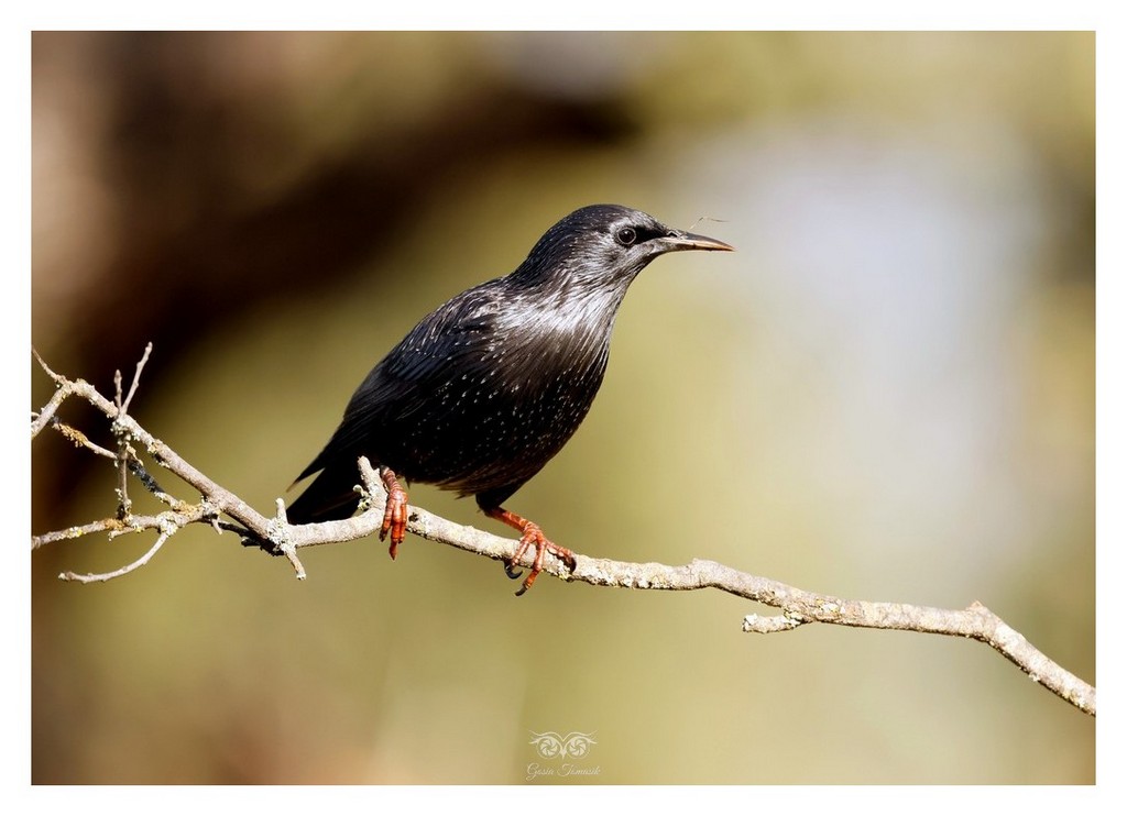 Szpak zwyczajny, szpak (Sturnus vulgaris) 
2025.11 Hszpania