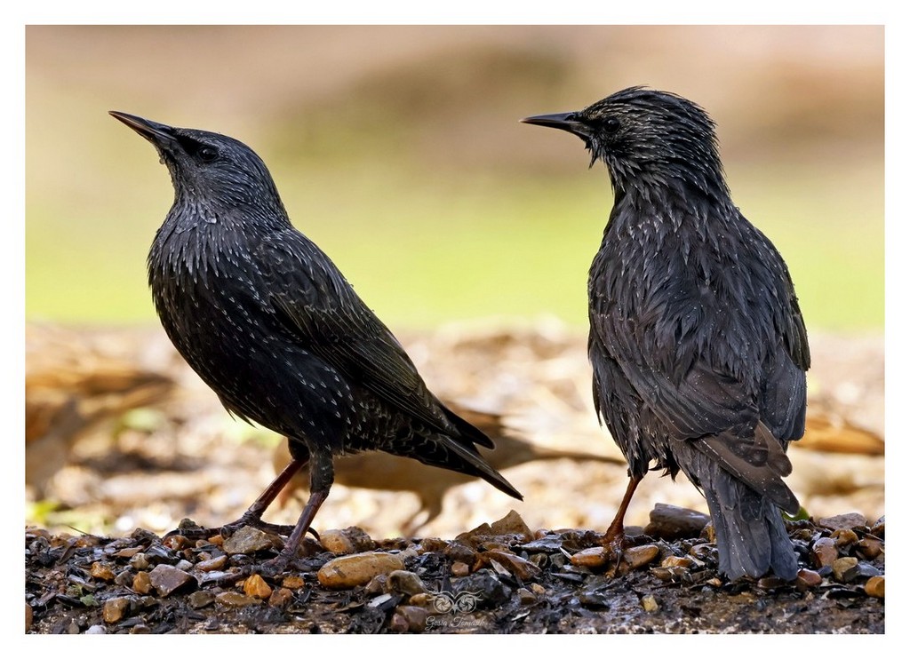 Szpak zwyczajny, szpak (Sturnus vulgaris) 
2025.11 Hszpania