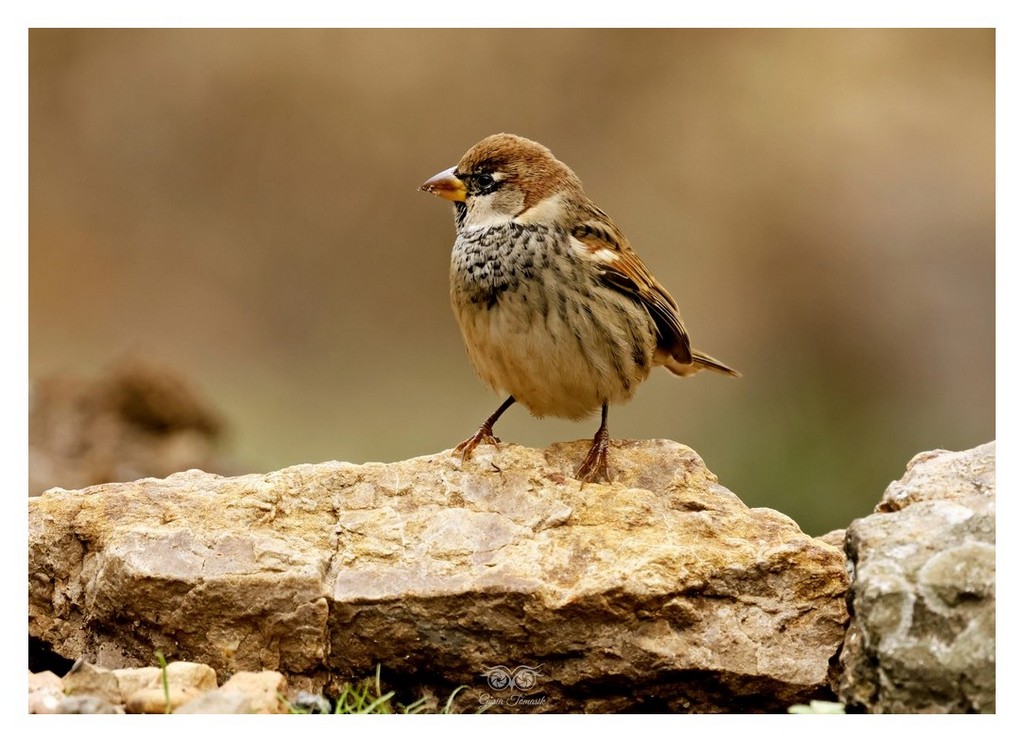 Wróbel śródziemnomorski, wróbel południowy (Passer hispaniolensis) 
2025.11 Hiszpania