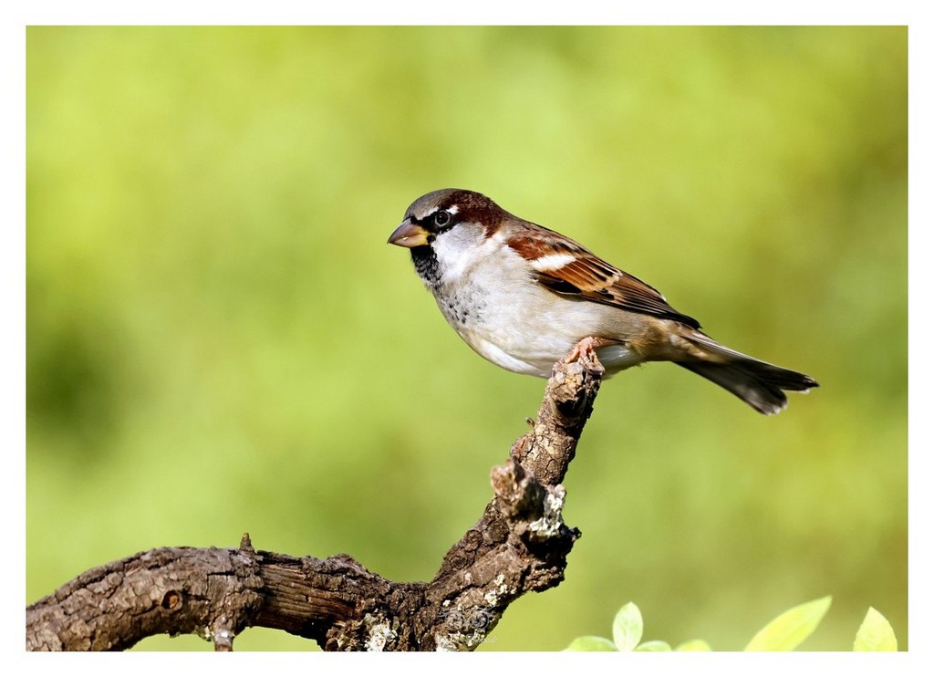 Wróbel śródziemnomorski, wróbel południowy (Passer hispaniolensis) 
2025.11 Hiszpania