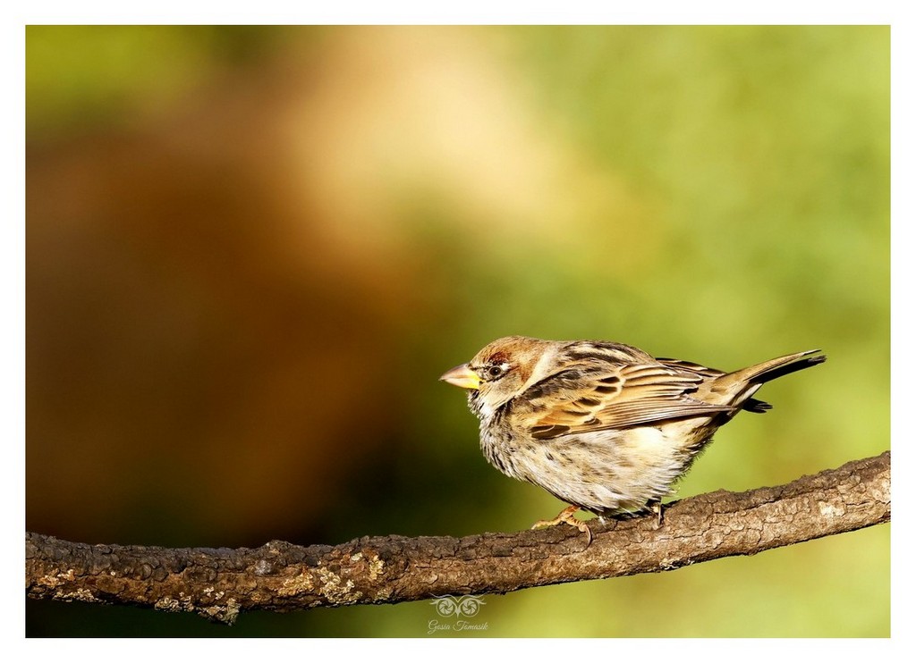 Wróbel śródziemnomorski, wróbel południowy (Passer hispaniolensis) 
2025.11 Hiszpania