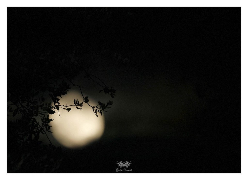 Gałązka dębu korkowego na tle wschodzącego księżyca (2025.11 Hiszpania)