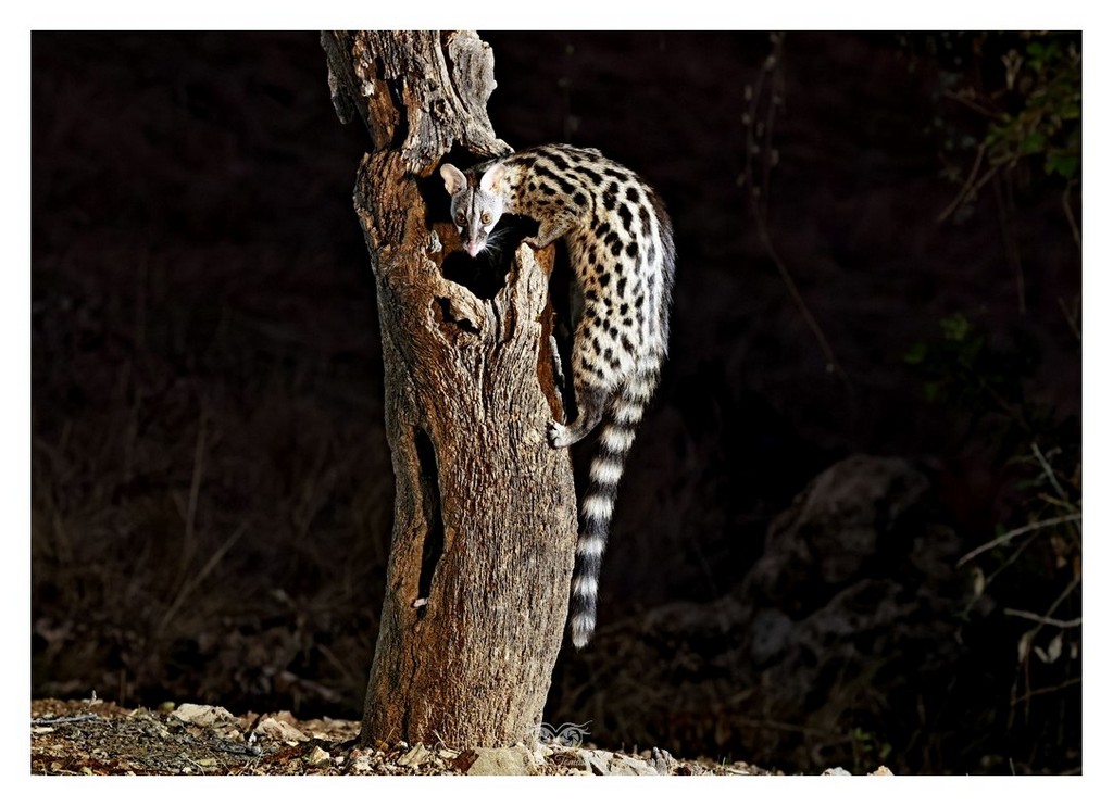 Żeneta zwyczajna, żeneta europejska (Genetta genetta), Hiszpania 2025.11