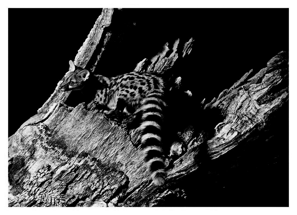 Żeneta zwyczajna, żeneta europejska (Genetta genetta), Hiszpania 2025.11