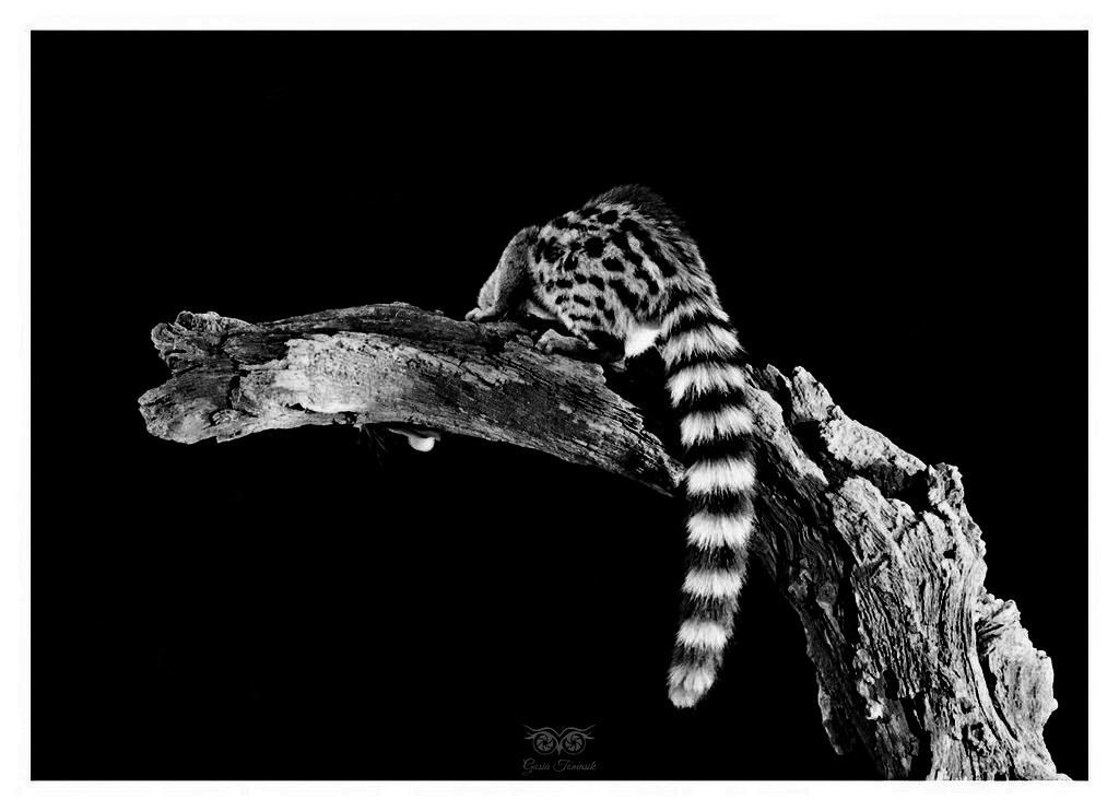 Żeneta zwyczajna, żeneta europejska (Genetta genetta), Hiszpania 2025.11