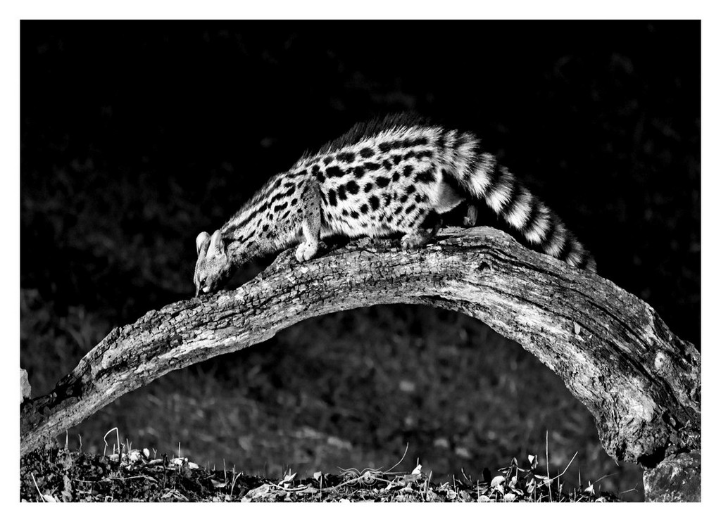 Żeneta zwyczajna, żeneta europejska (Genetta genetta), Hiszpania 2025.11