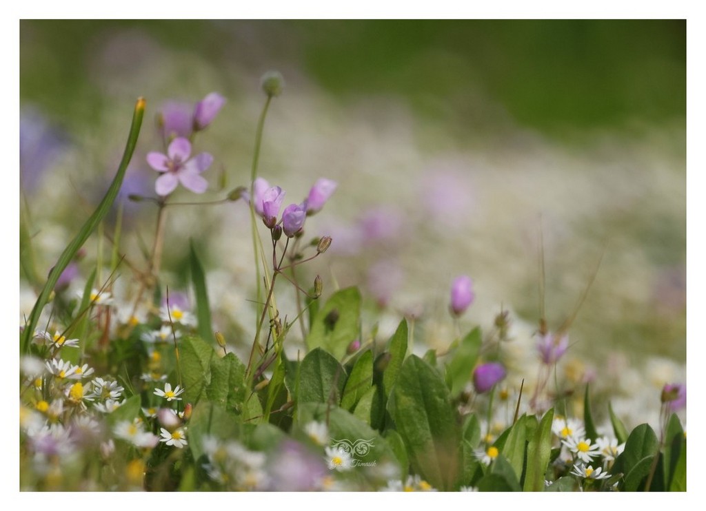 rzeżucha łąkowa (Cardamine pratensis)