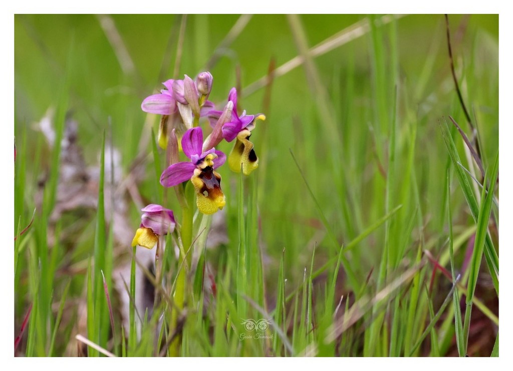 storczyk, dwulistnik (Ophrys tenthredinifera)