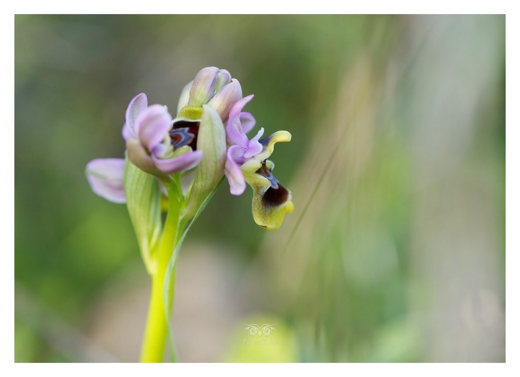 storczyk, dwulistnik (Ophrys tenthredinifera)