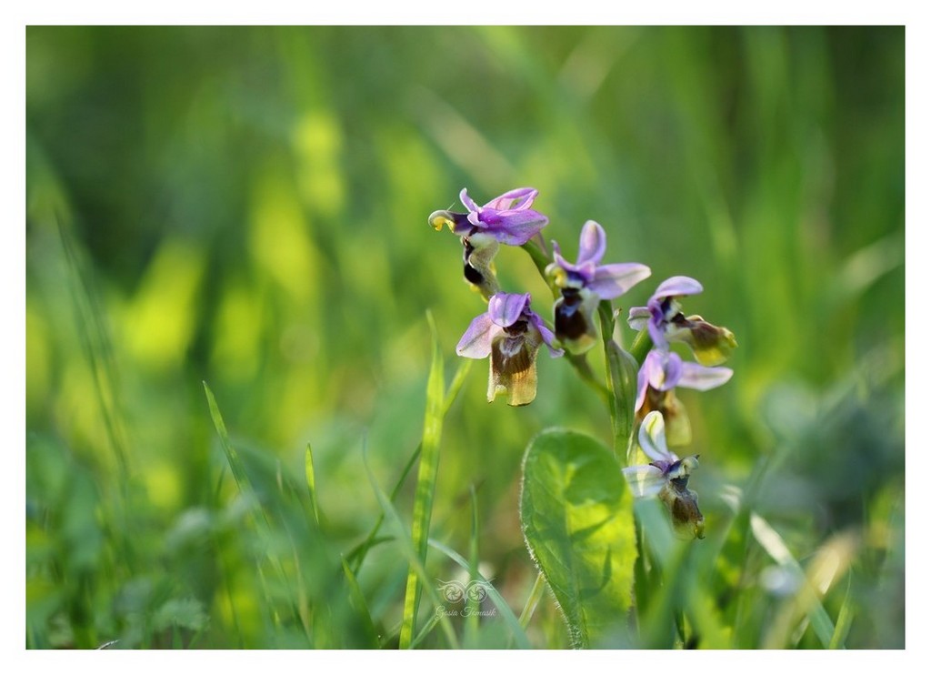 storczyk, dwulistnik (Ophrys tenthredinifera)