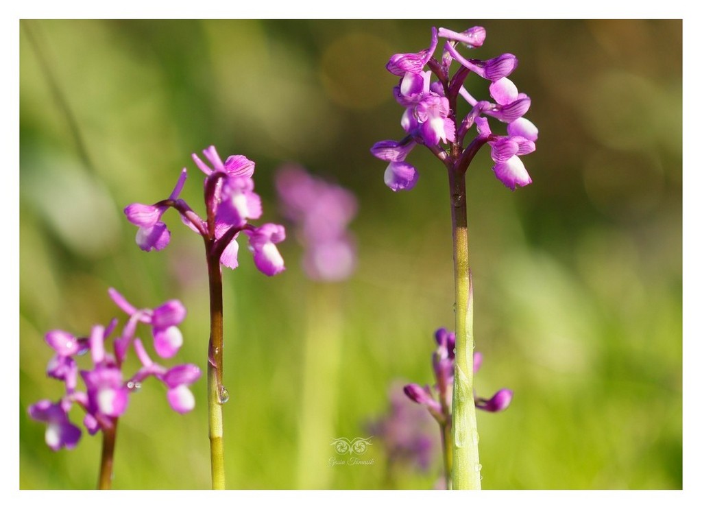 storczyk, orchis morio (Anacamptis morio)