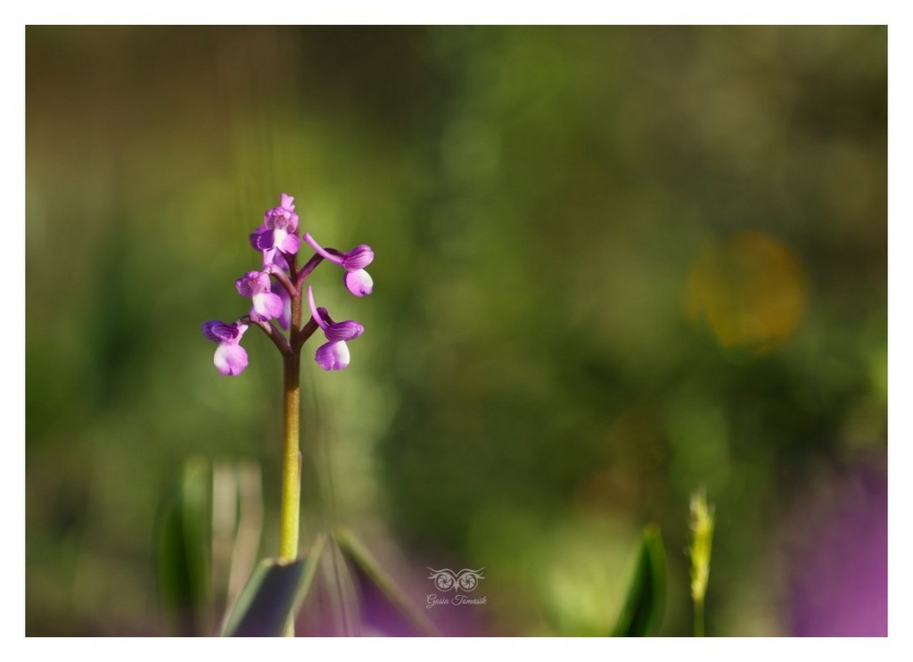 storczyk, orchis morio (Anacamptis morio)