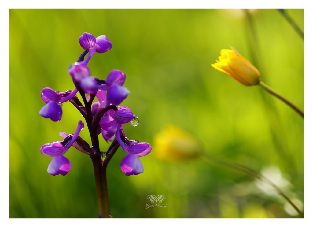 storczyk, orchis morio (Anacamptis morio)
