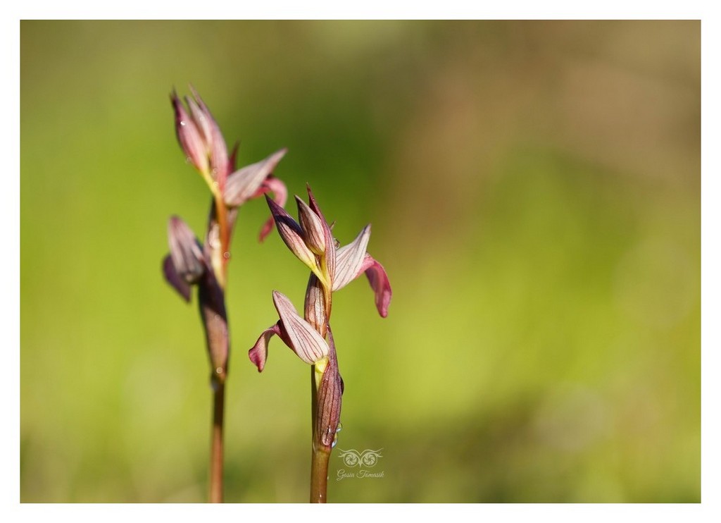 storczyk (Serapias lingua) serapias języczkowata 