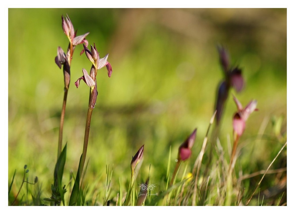 storczyk (Serapias lingua) serapias języczkowata 