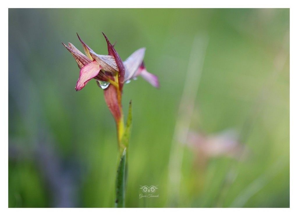 storczyk (Serapias lingua) serapias języczkowata 