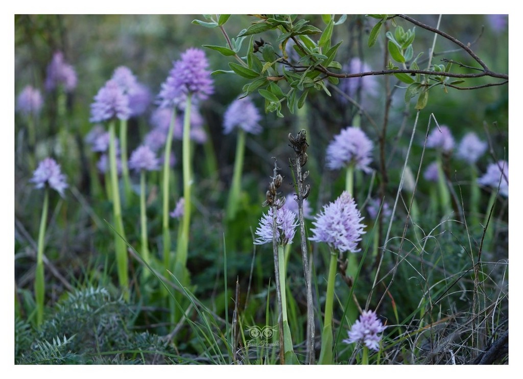 storczyk włoski (Orchis italica, storczyk nagich mężczyzn) 