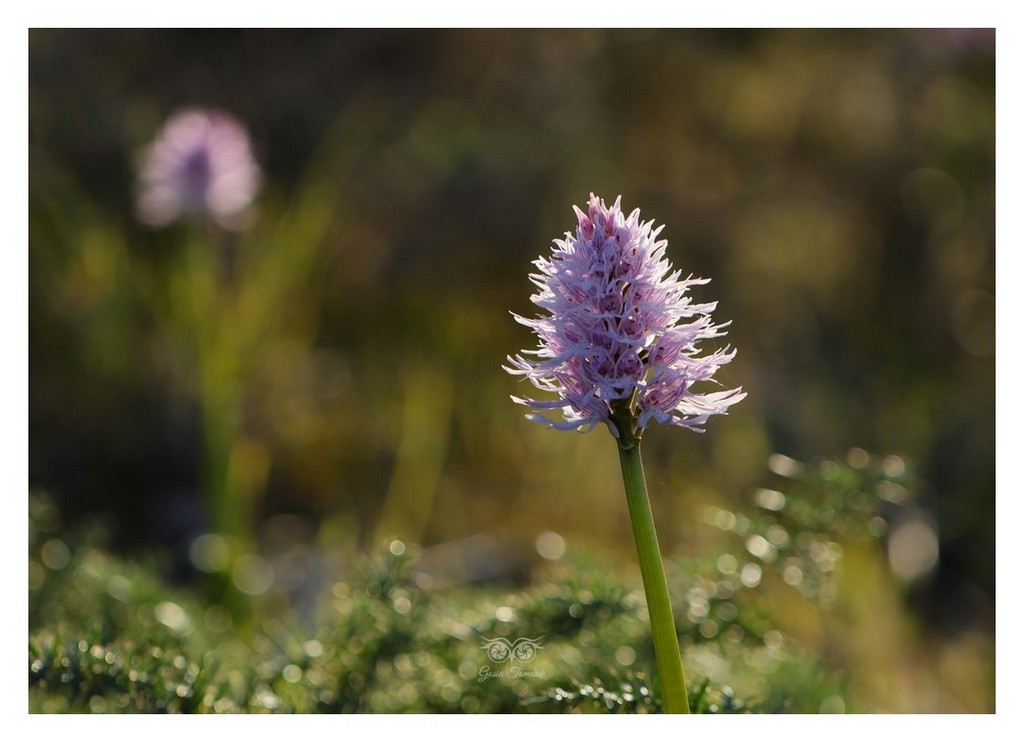 storczyk włoski (Orchis italica, storczyk nagich mężczyzn) 