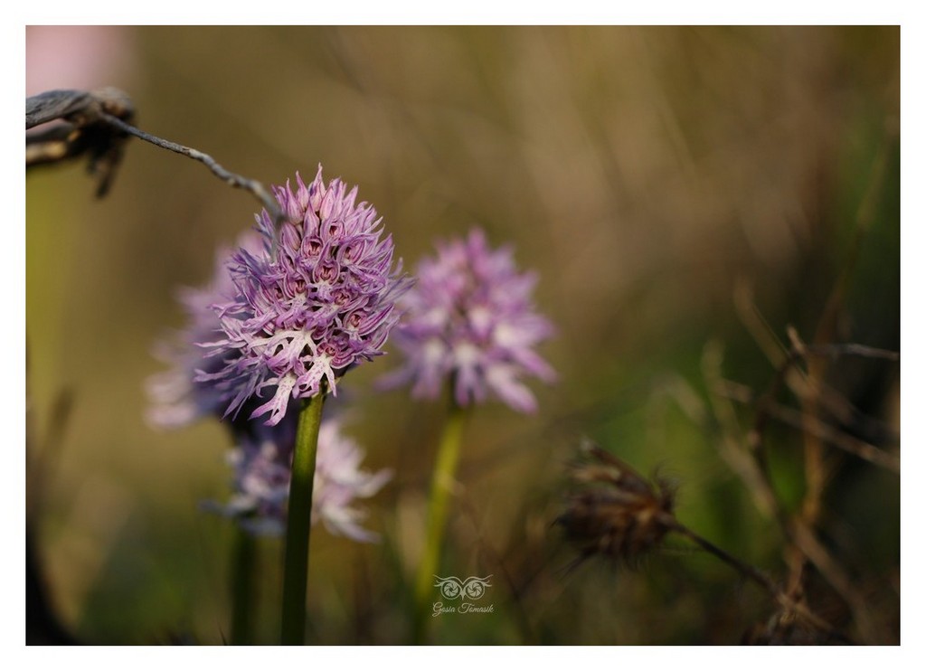 storczyk włoski (Orchis italica, storczyk nagich mężczyzn) 