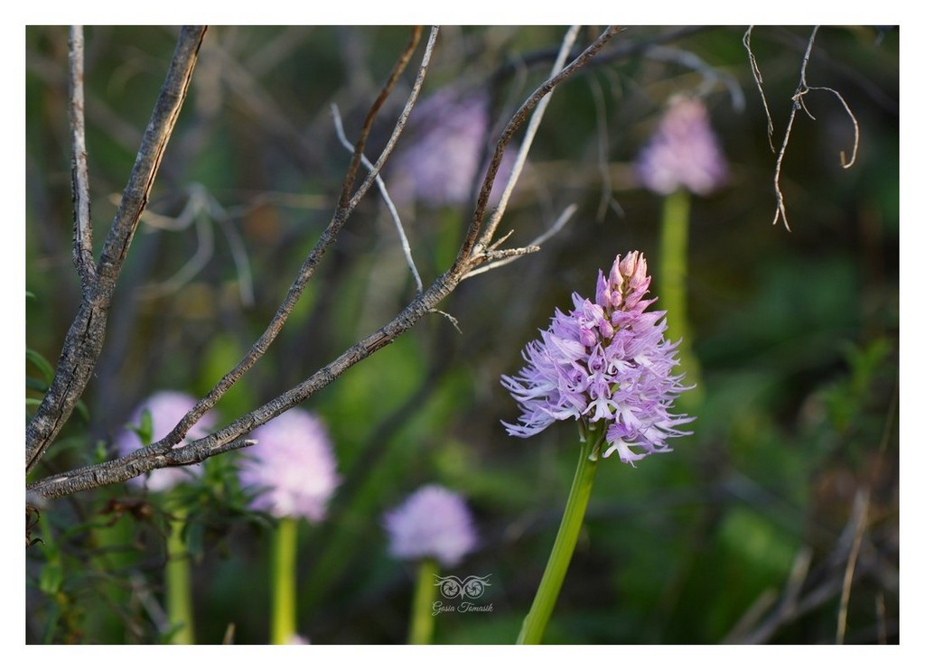 storczyk włoski (Orchis italica, storczyk nagich mężczyzn) 