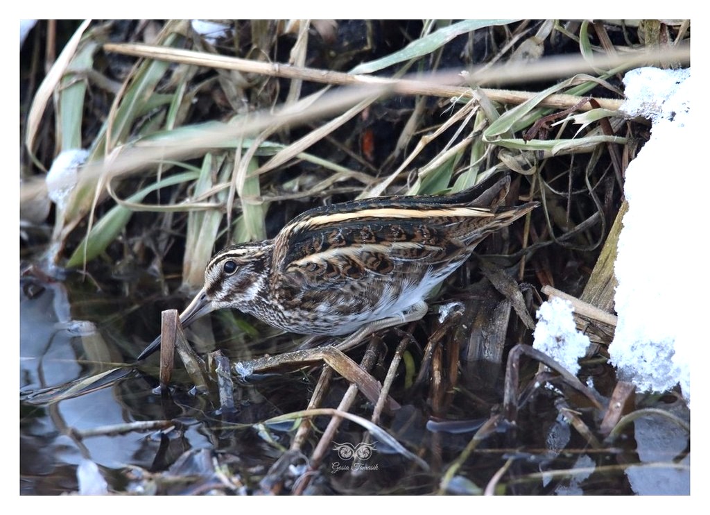 Bekasik, bekas mały (Lymnocryptes minimus)