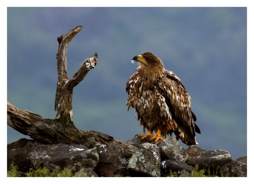 Bielik, orzeł bielik, birkut (Haliaeetus albicilla) 