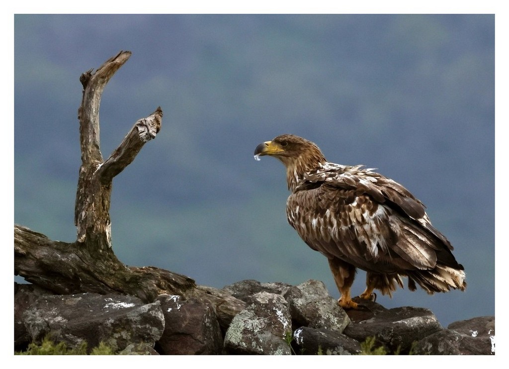 Bielik, orzeł bielik, birkut (Haliaeetus albicilla) 